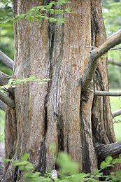 粉丝自制《潜行者》高清重制版截图 画面更美了